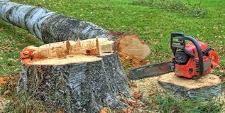 Best Storm Damage Tree Cleanup  in Flanders, NJ