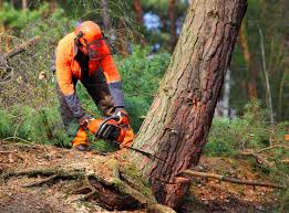 Best Seasonal Cleanup (Spring/Fall)  in Flanders, NJ