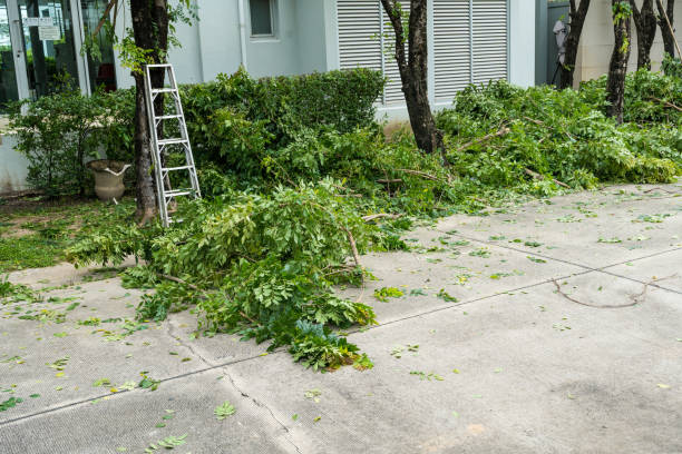 Best Stump Grinding and Removal  in Flanders, NJ