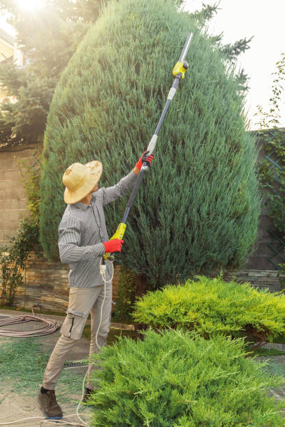 Best Tree Maintenance Programs  in Flanders, NJ