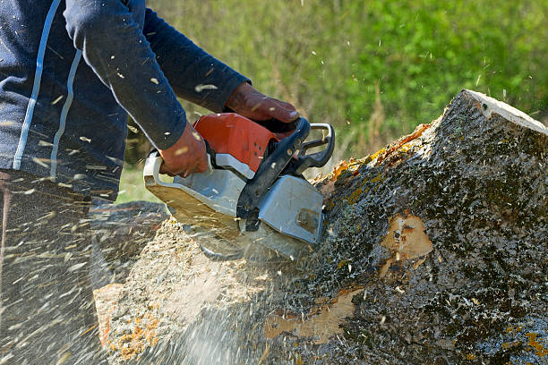 Best Lawn Pest Prevention  in Flanders, NJ