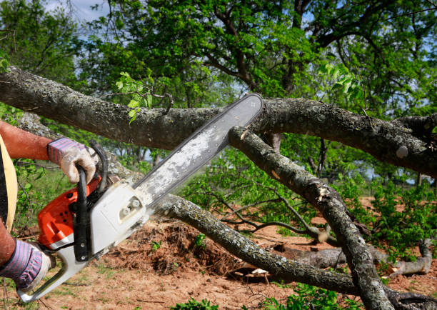 Best Tree Preservation Services  in Flanders, NJ