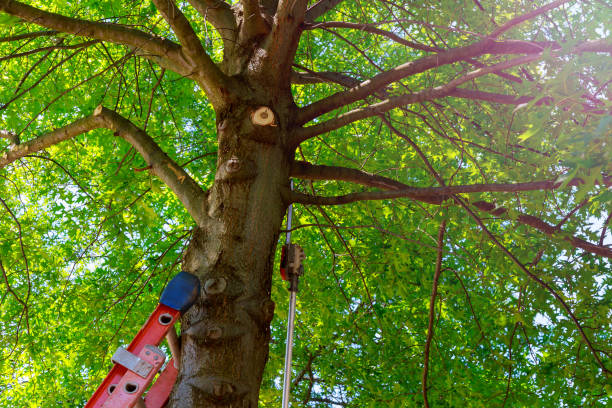 Best Emergency Tree Removal  in Flanders, NJ
